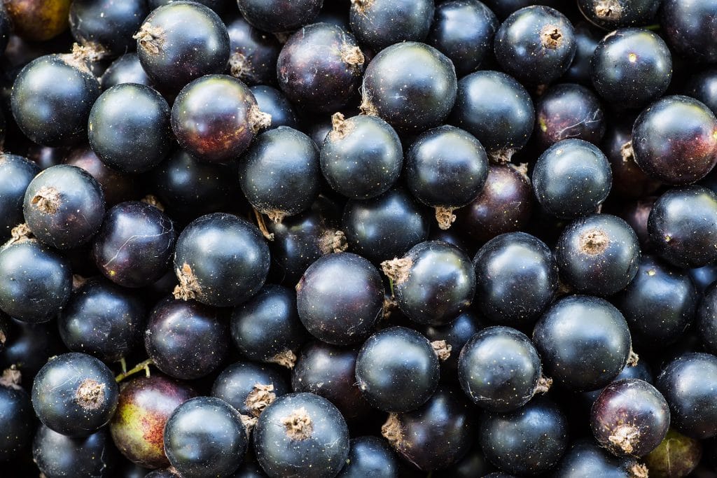 Inspiration för din safta och sylta | Törsleffs